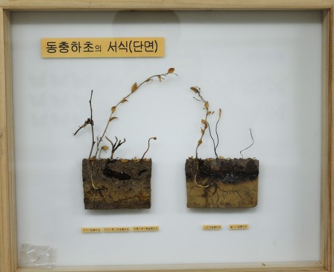 곤충관