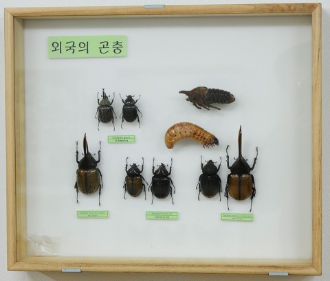 곤충관