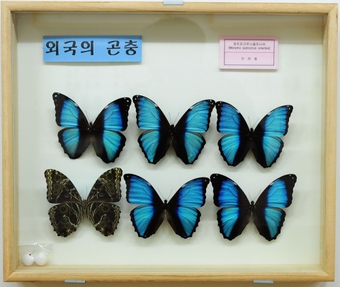 곤충관