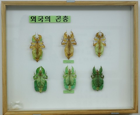 곤충관