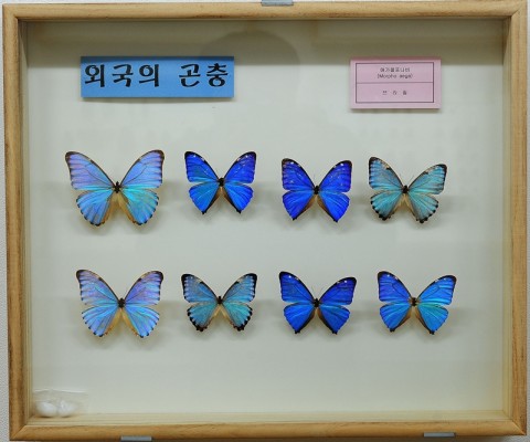 곤충관