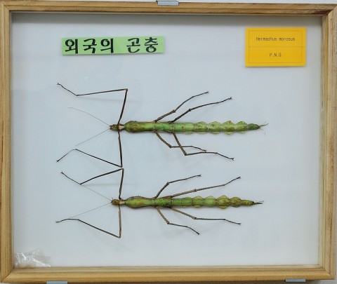 곤충관